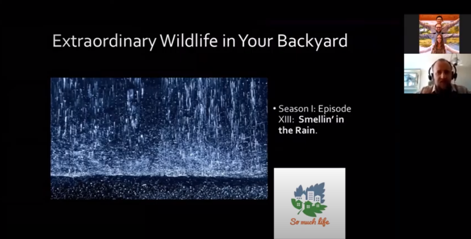 Extraordinary Wildlife in Your Backyard. Season 1, Episode XIII: Smellin' in the Rain