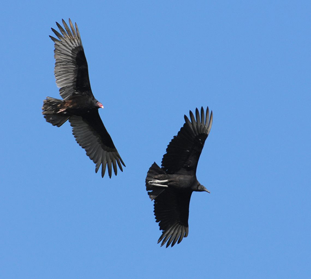 Turkey and Black Vulture in flight against a bright blue sky