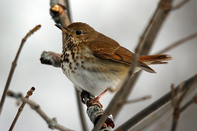 1Hermit Thrush