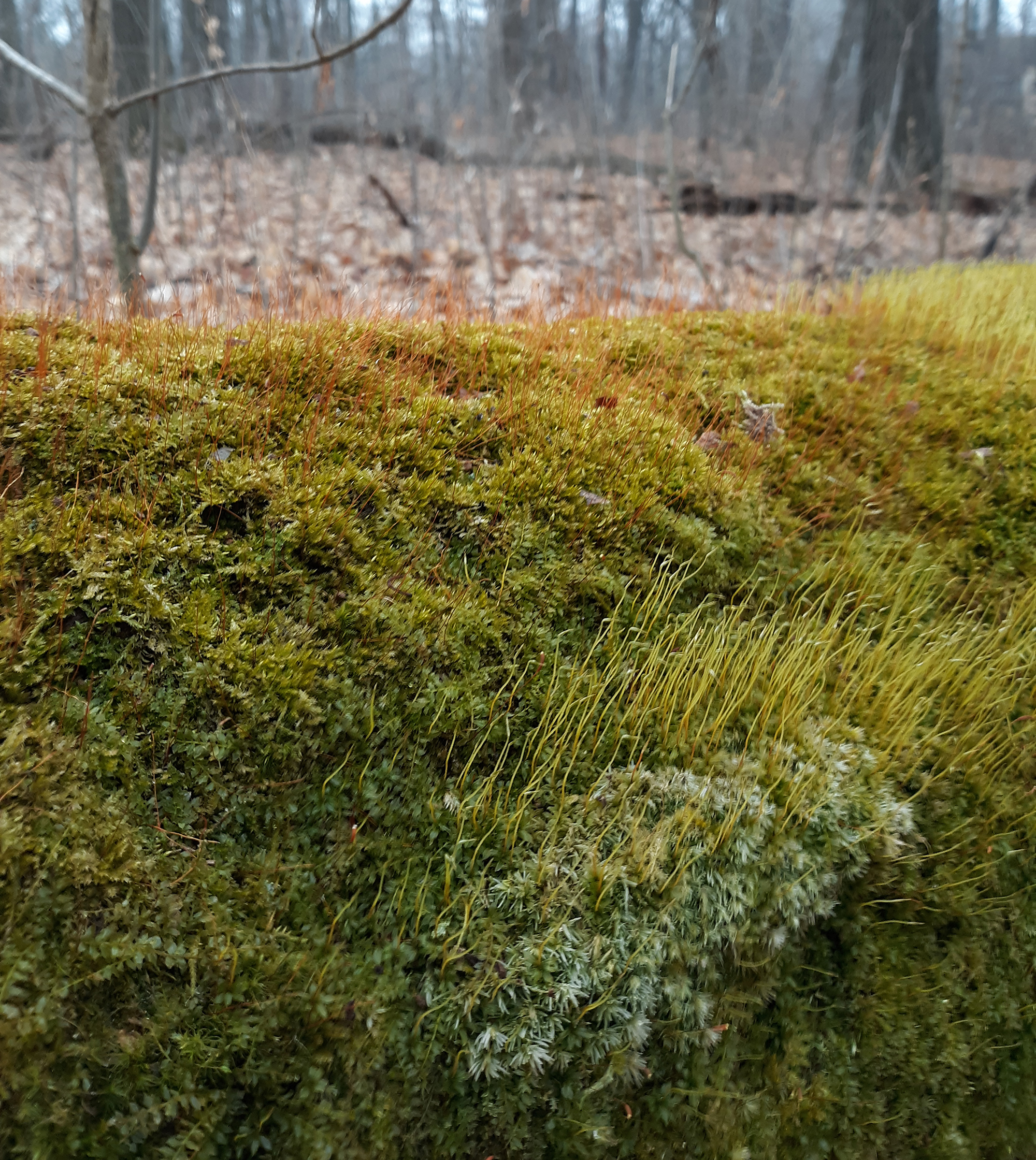 1Moss on dead log