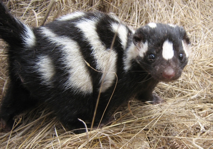 1SpottedSkunk