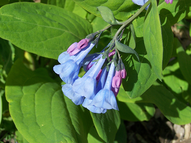 1Virginia Bluebells