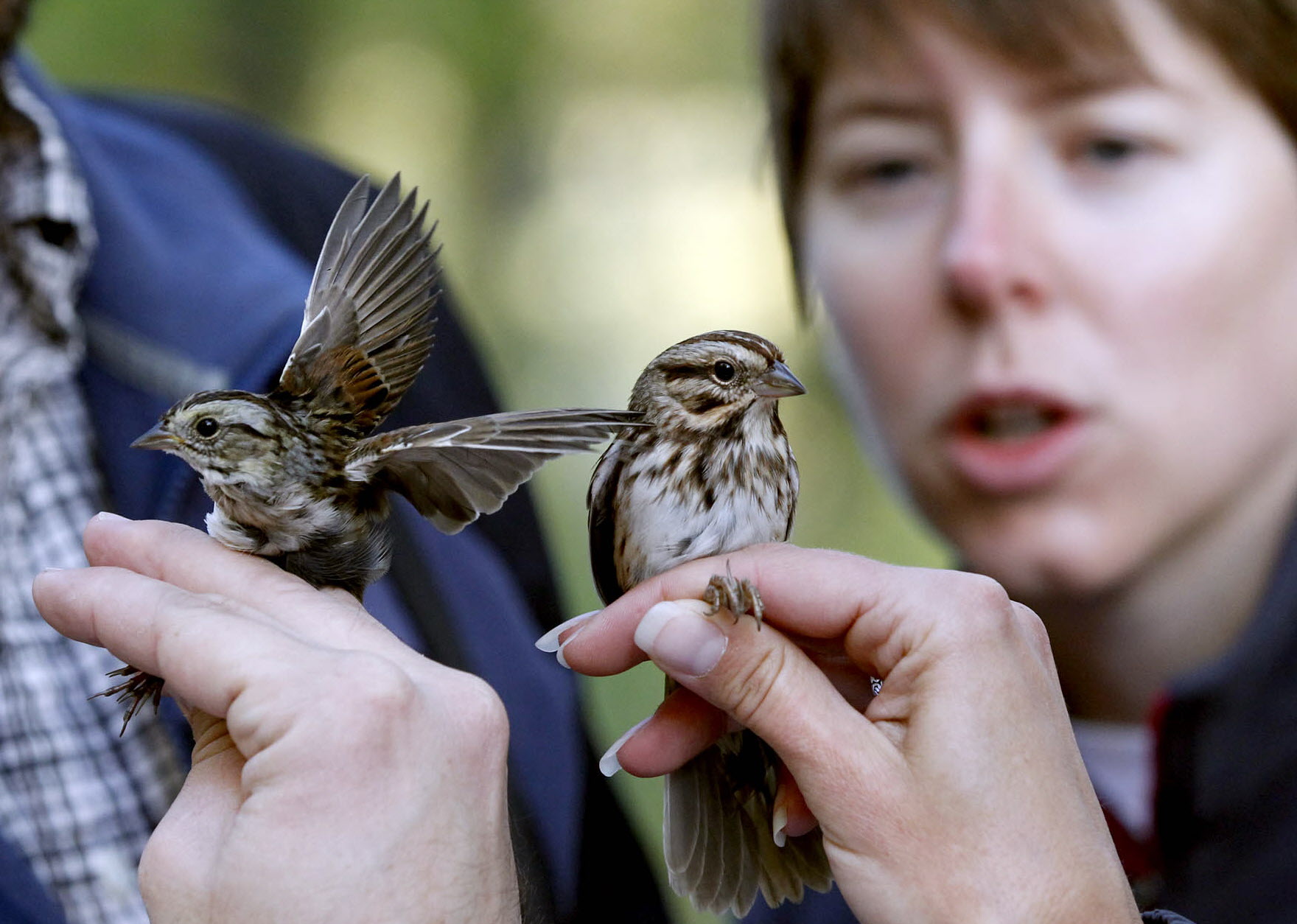 29140193 mjs birdbanding nws kwg 13 birdband2