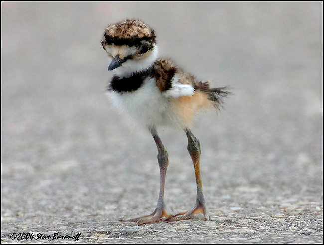 4074-2-killdeer-chick