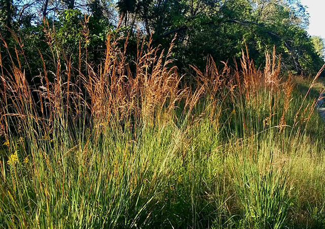 Indian grass- Sorghastrum nutans