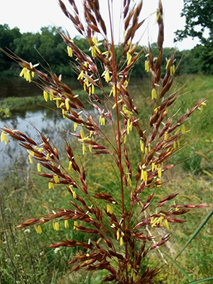 Indian Grass close up so you can see the yellow seeds