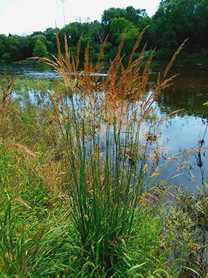 Indian Grass along a lagoon