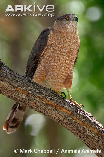 Adult-female-Coopers-hawk