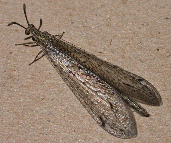 Adult Antlion