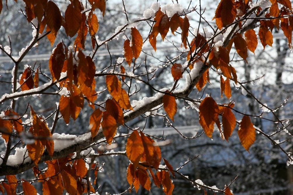 American Beech