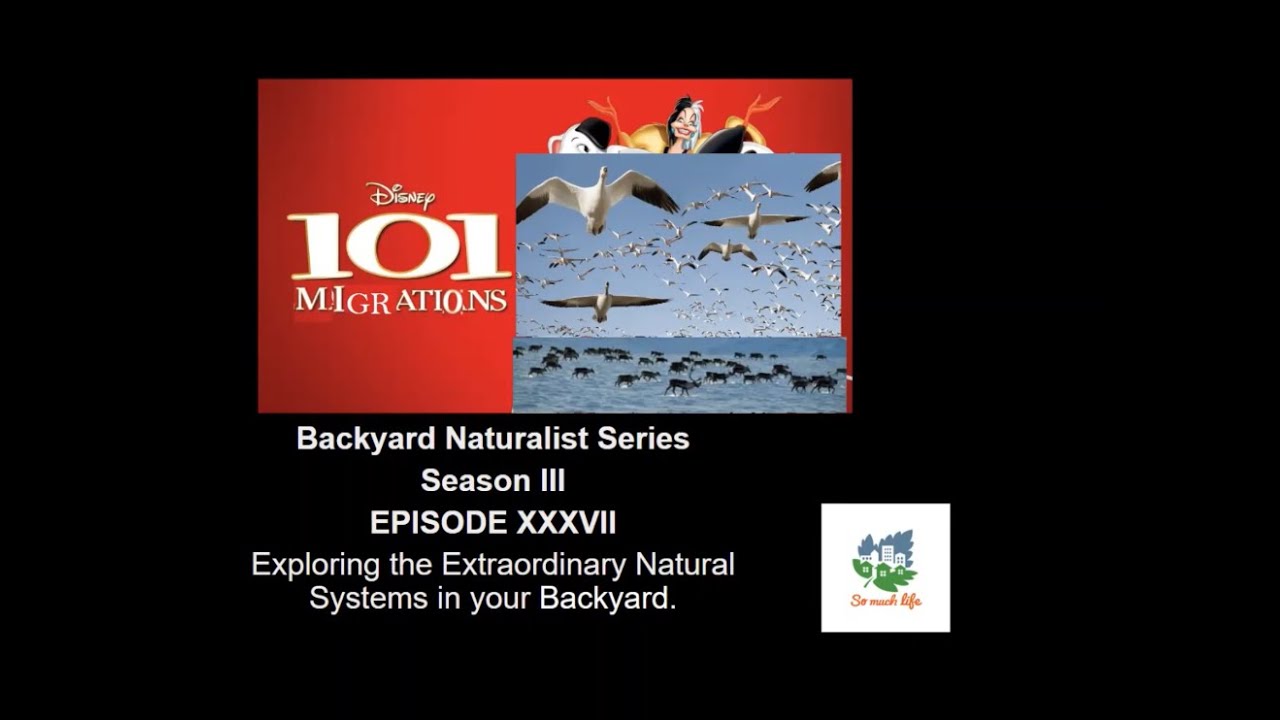 101 Migrations - Backyard Naturalist Series