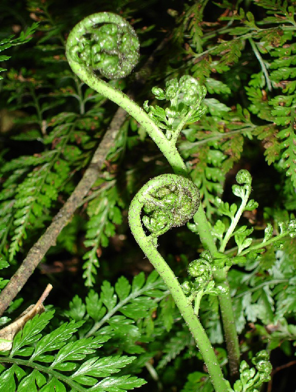 Oh, Fiddleheads!