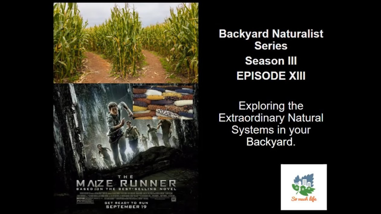 The Maize Runner – Backyard Naturalist