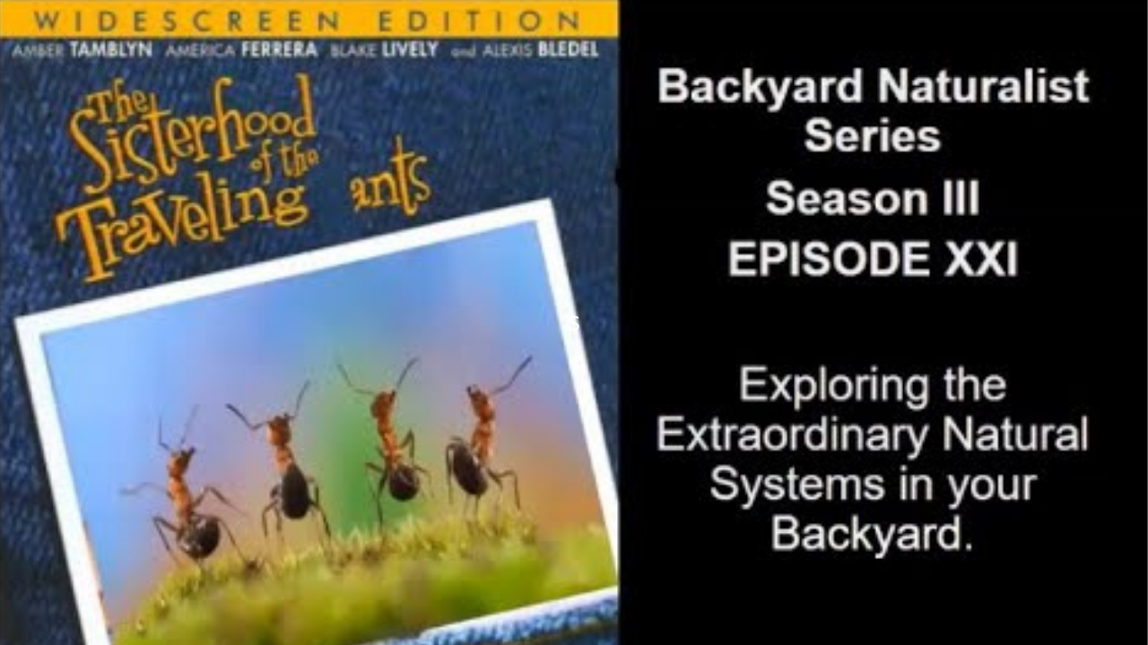The Sisterhood of the Traveling Ants - Backyard Naturalist Series