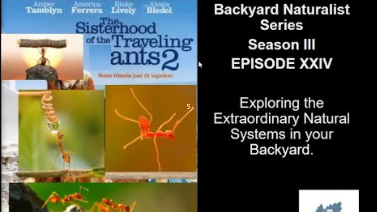 The Sisterhood of the Traveling Ants Part II - Backyard Naturalist Series
