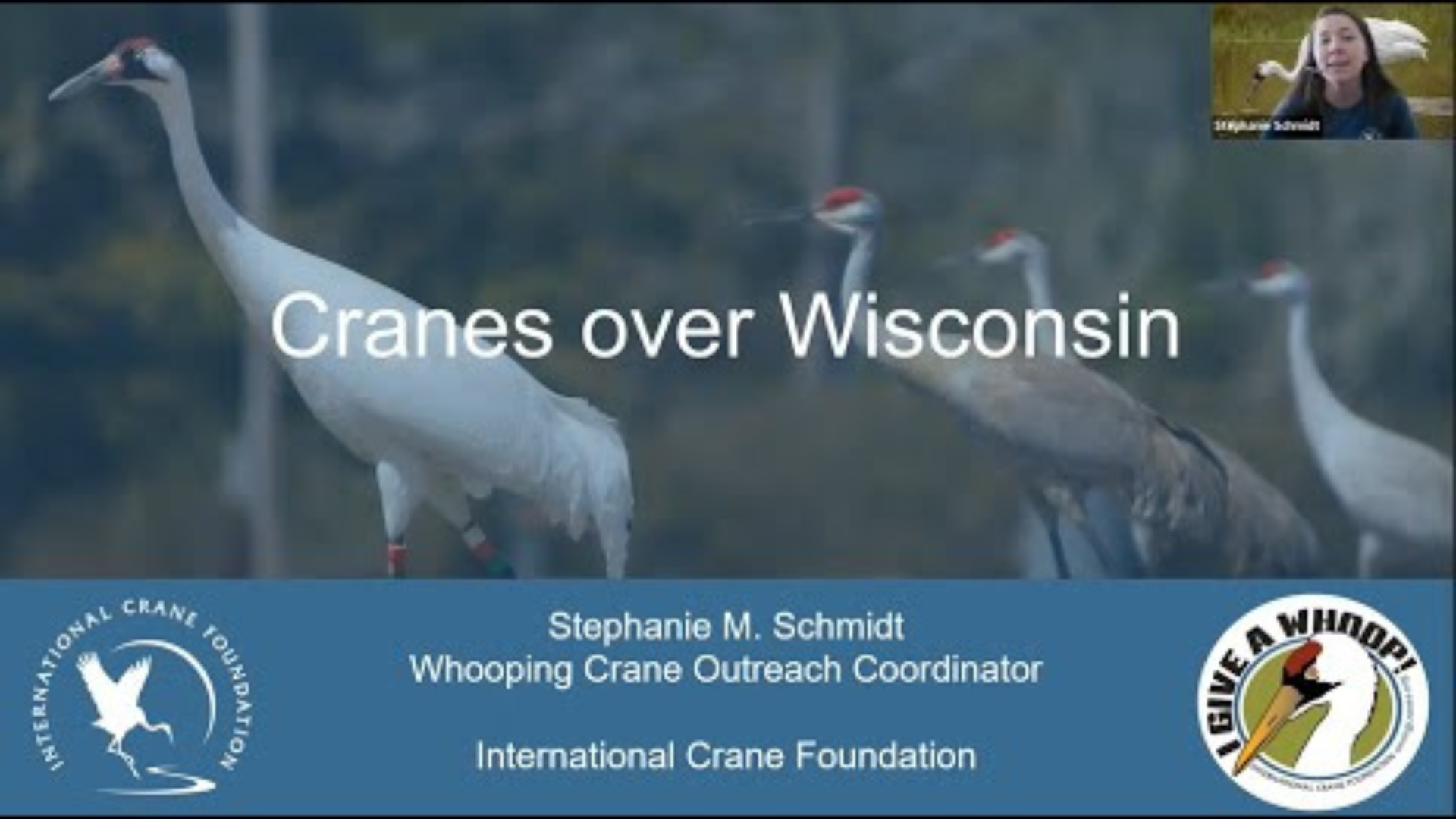 Cranes Over Wisconsin - Backyard Naturalist Series