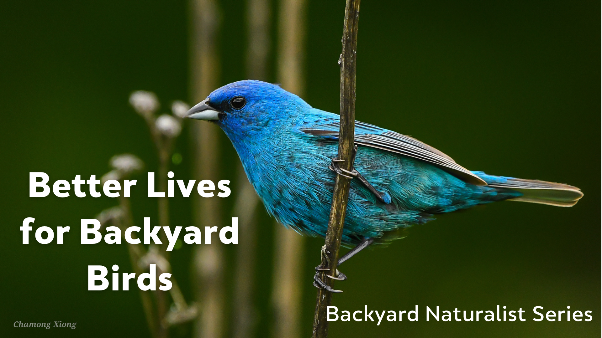Better Lives for Backyard Birds - Backyard Naturalist Lecture Series