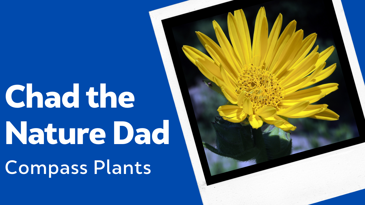 Chad the Nature Dad: Compass Plants