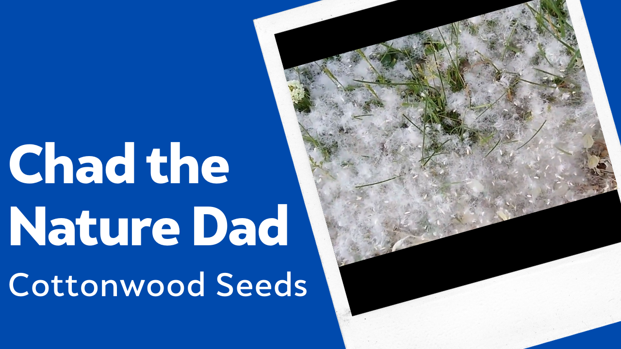 Chad the Nature Dad: Cottonwood Seeds