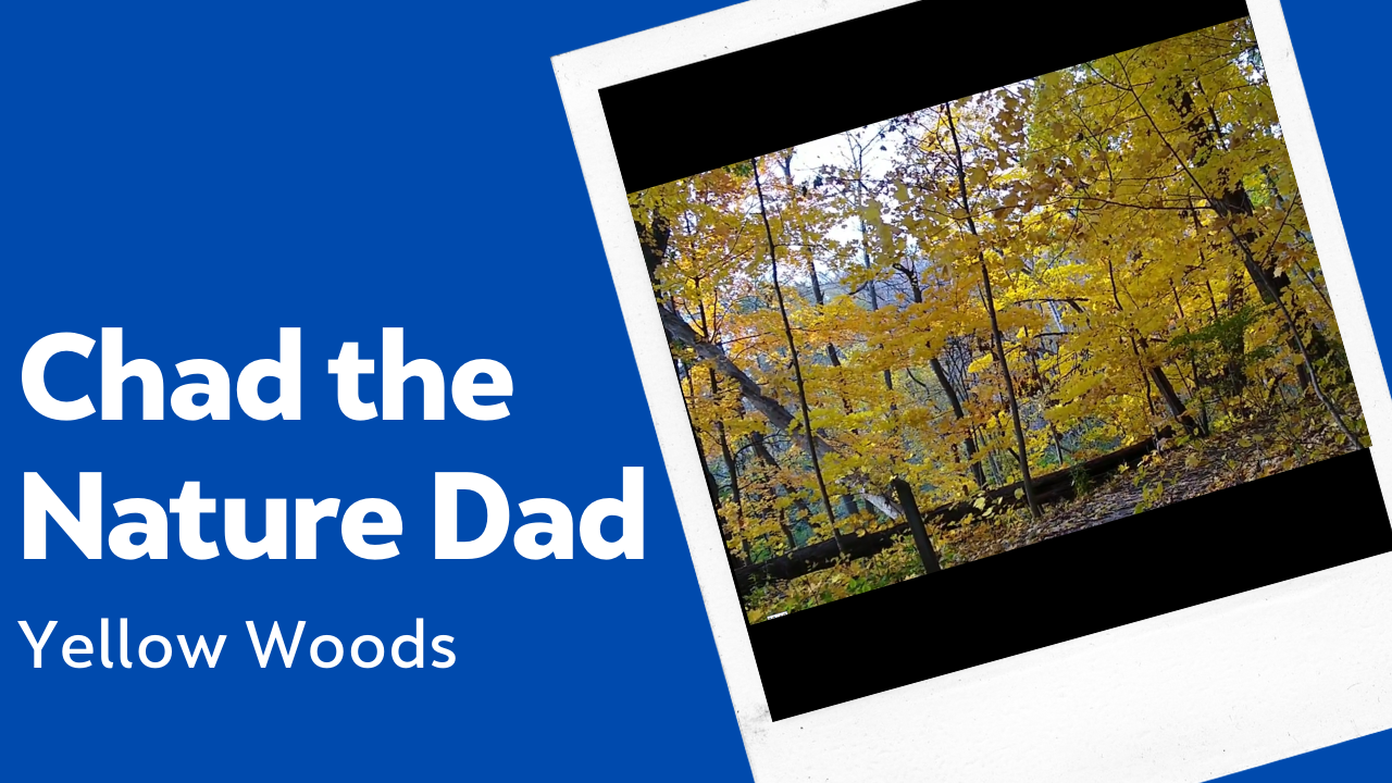 Chad the Nature Dad: Yellow Woods