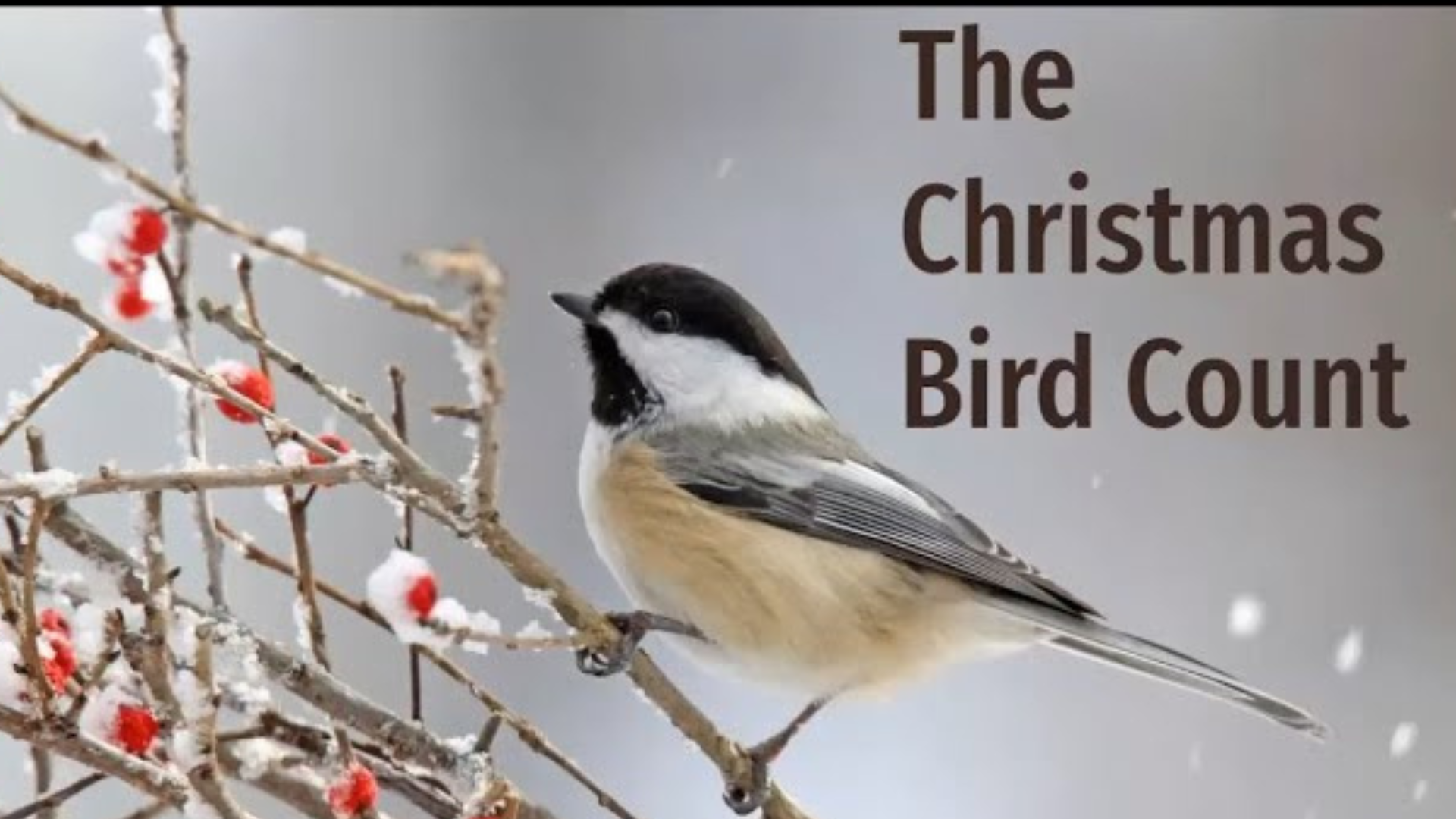 Christmas Bird Count - Backyard Naturalist Series