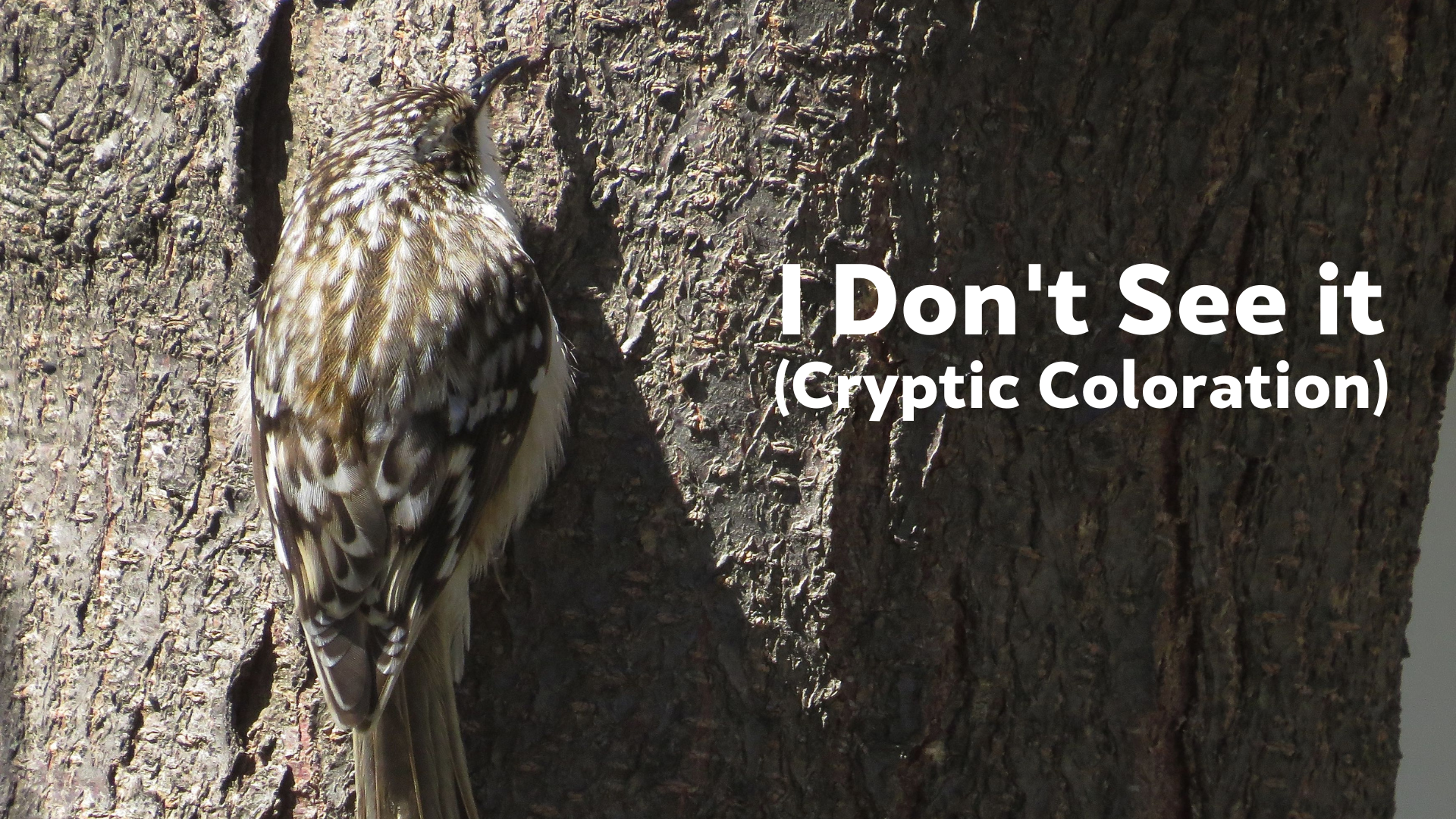I Don't See it (Cryptic Coloration) - Backyard Naturalist Series