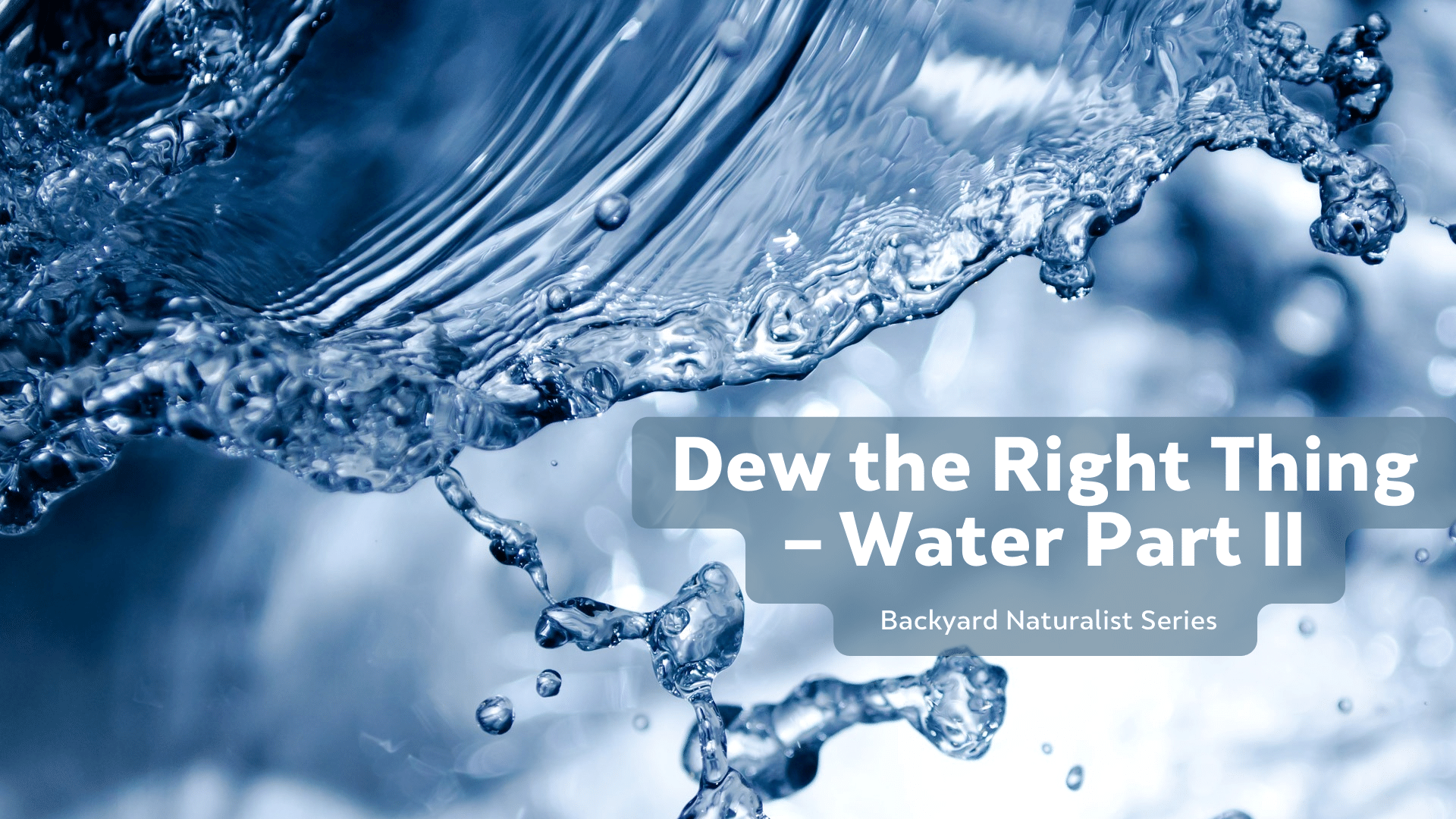 Dew the Right Thing – Water Part II – Backyard Naturalist Series
