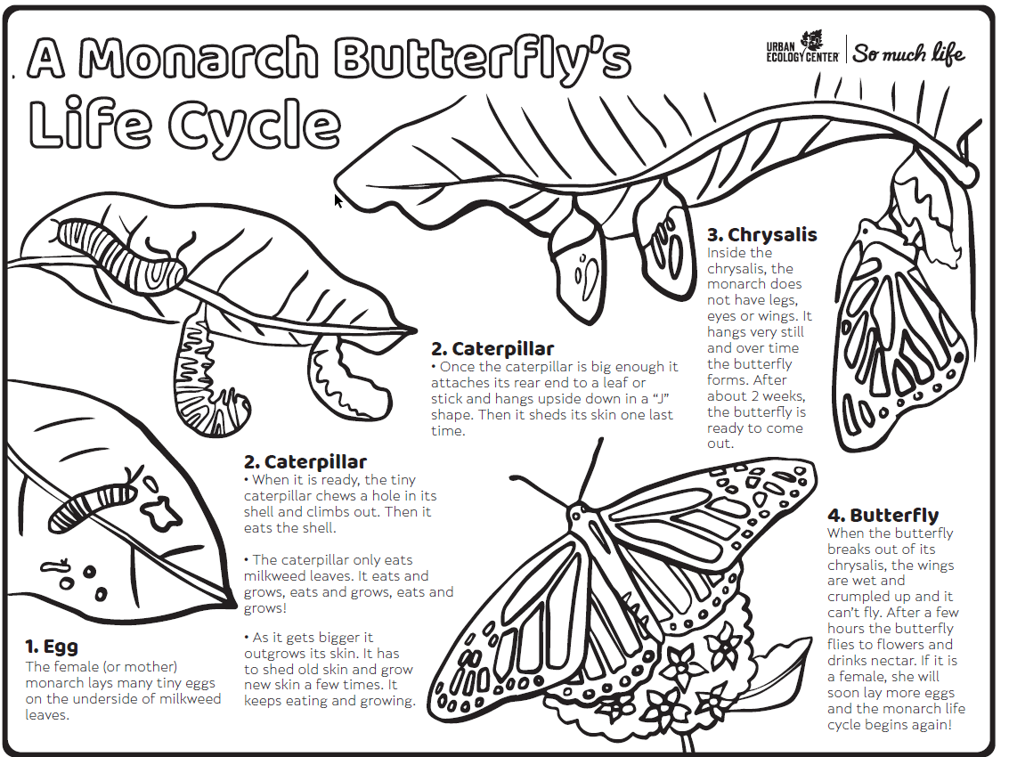 A monarch butterfly's life cycle (coloring page)