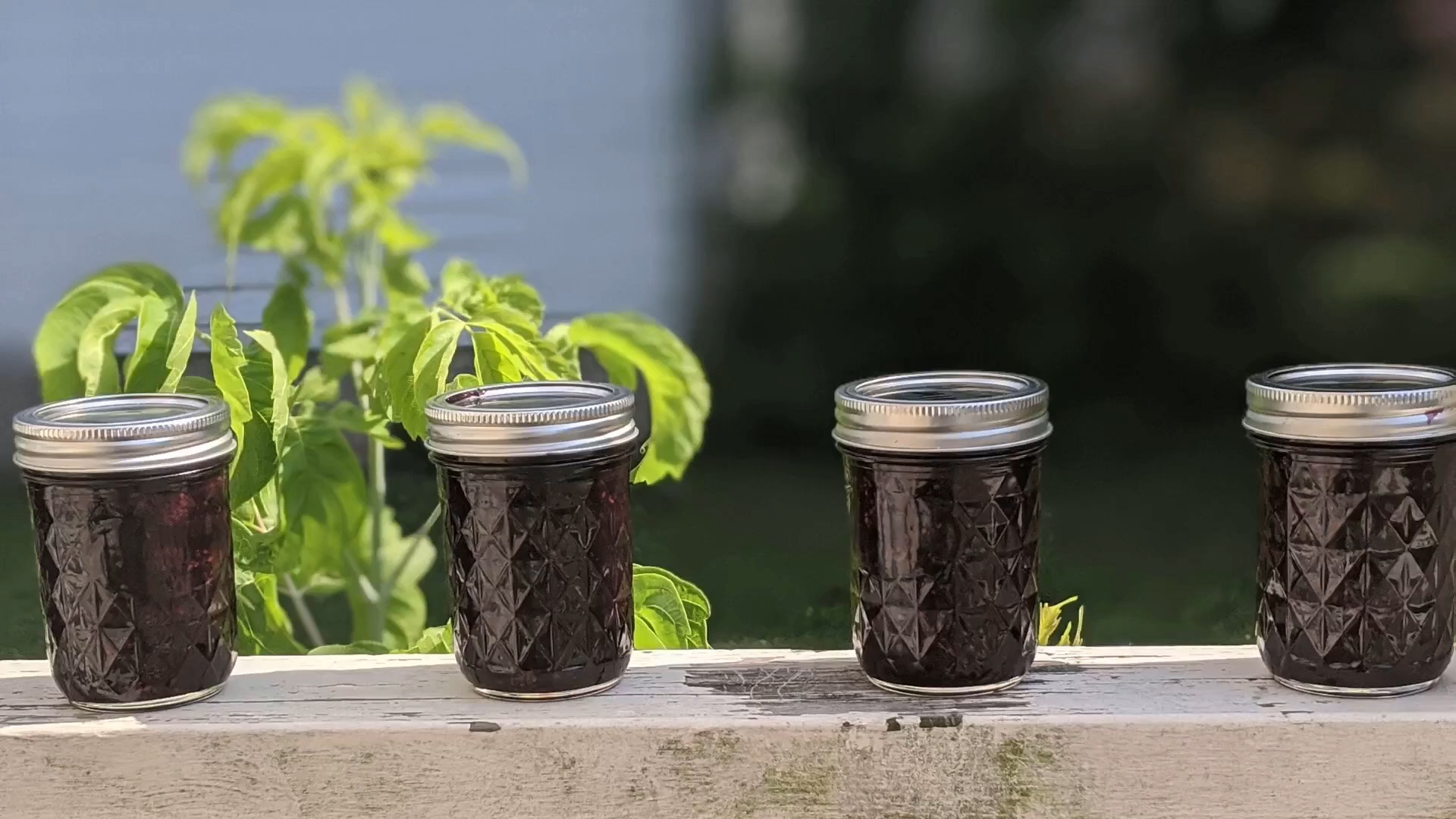 How to Make Mulberry Jam