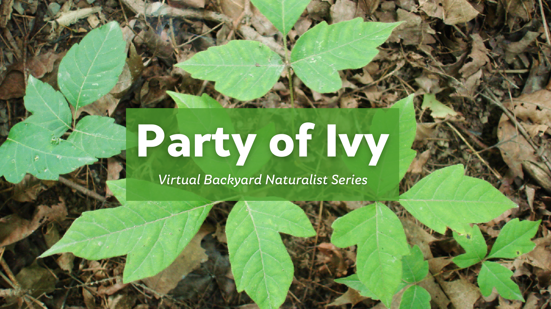 Party of Ivy - Backyard Naturalist Lecture Series