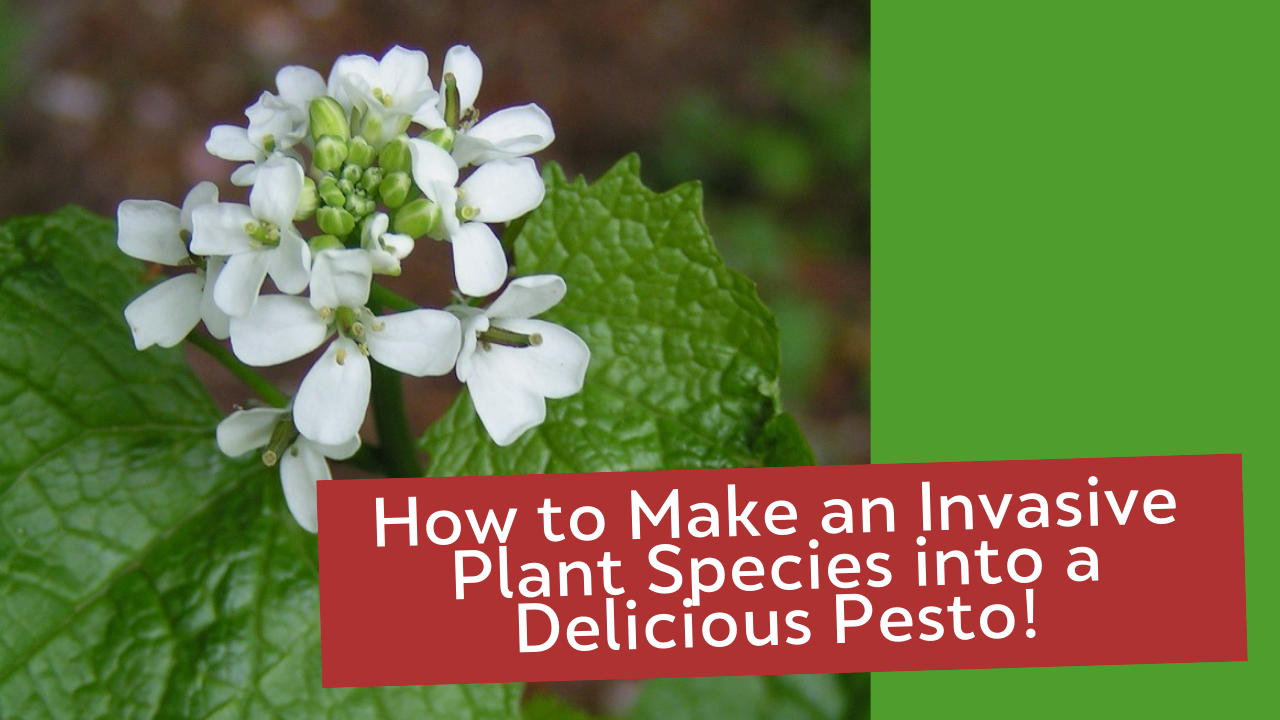 How to Make an Invasive Plant Species into a Delicious Pesto!