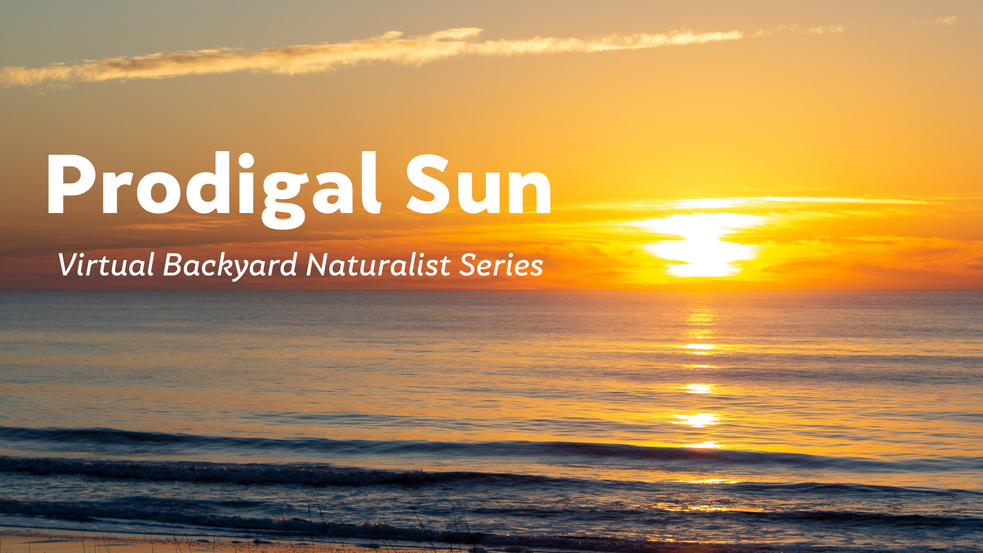 Prodigal Sun - Virtual Backyard Naturalist Series