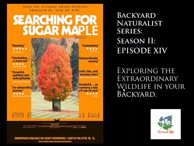 Backyard Naturalist, season 2, episode 15: Searching for Sugar Maple