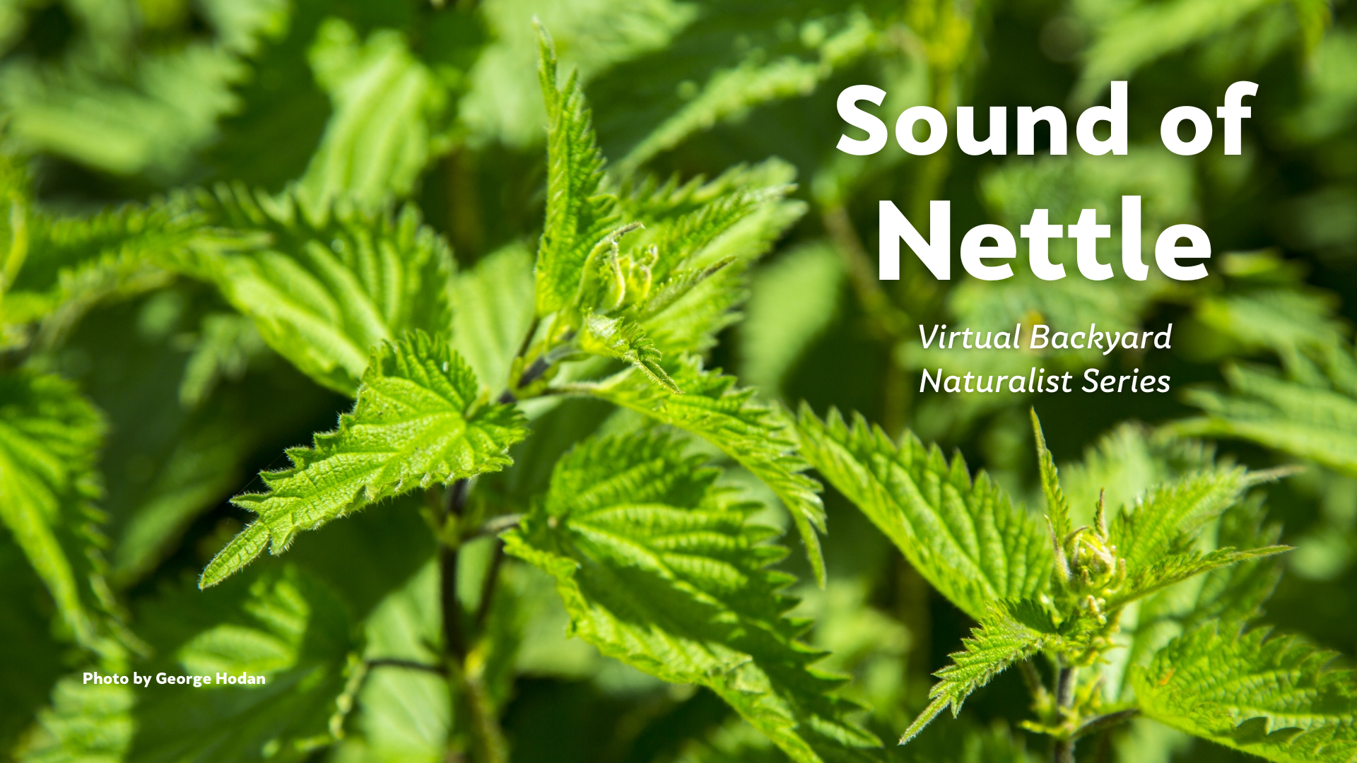 Sound of Nettle - Backyard Naturalist Series