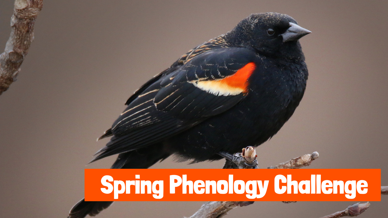 Spring Phenology Challenge