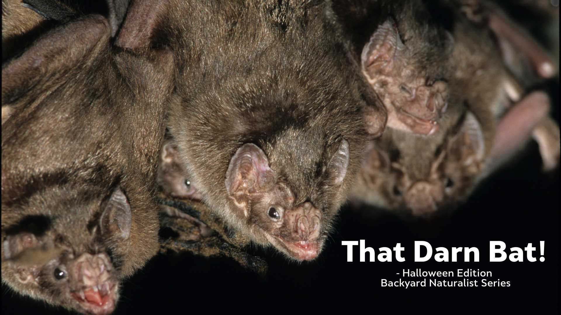 That Darn Bat! - Halloween Edition Backyard Naturalist Series