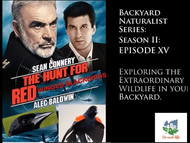 Backyard Naturalist, season 2, episode 16: The Hunt for Red Winged Blackbirds