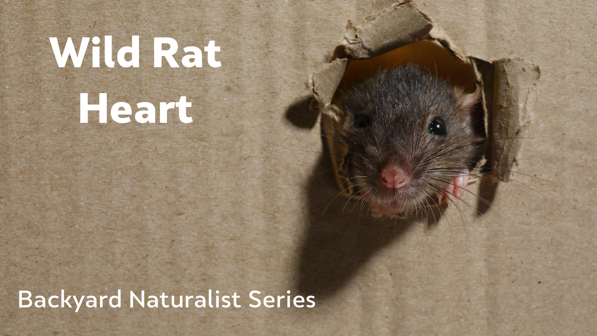 Wild Rat Heart - Backyard Naturalist Series