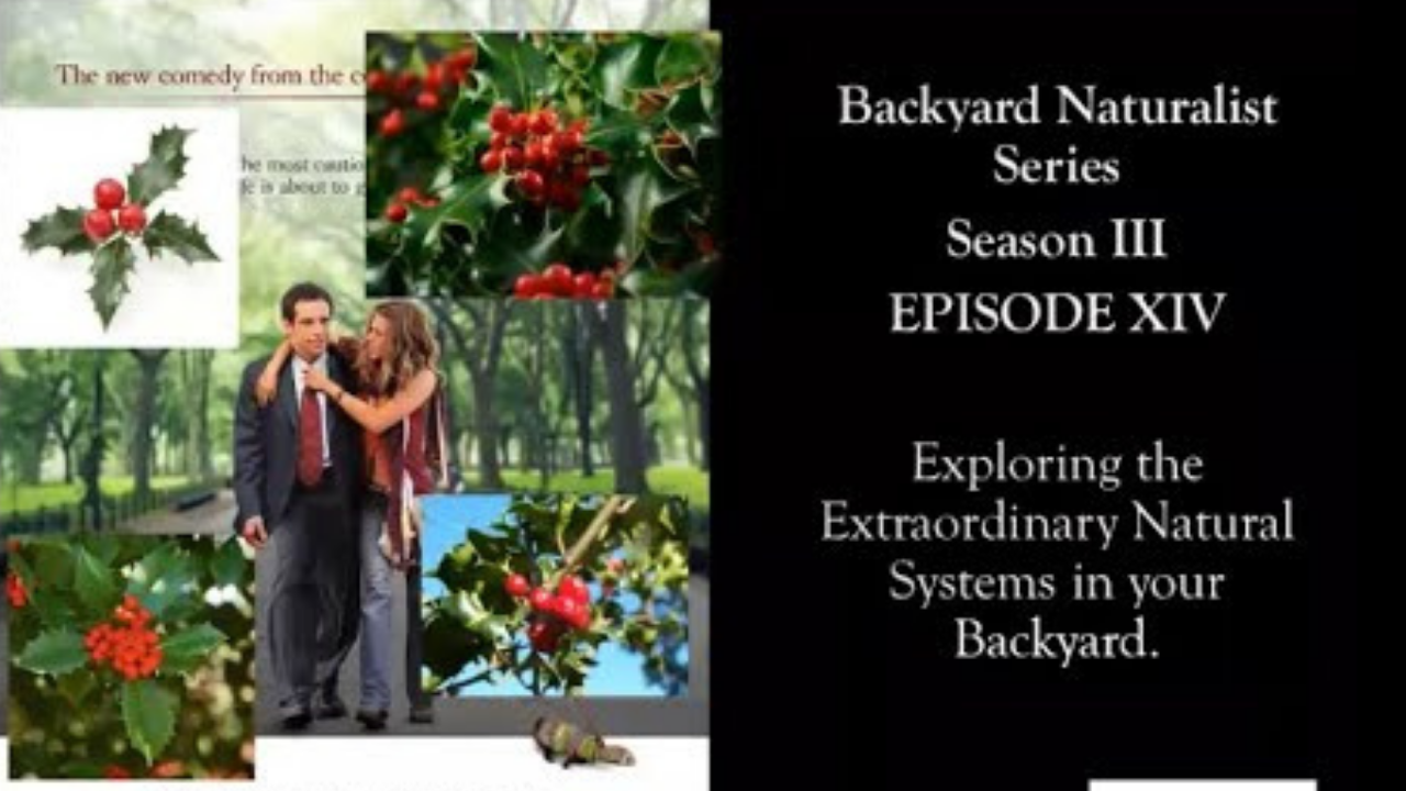 Along Came Holly – Backyard Naturalist Series