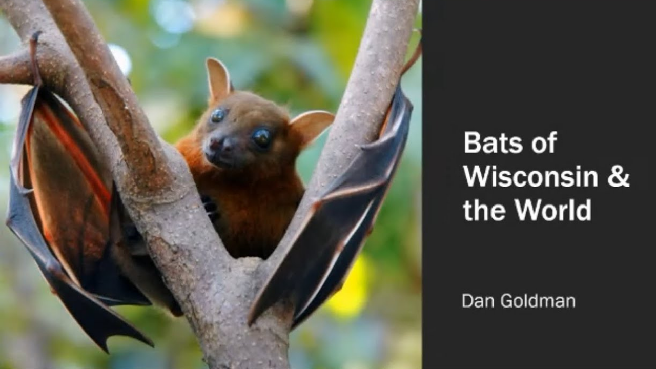 Backyard Naturalist: Bats of Wisconsin and the World