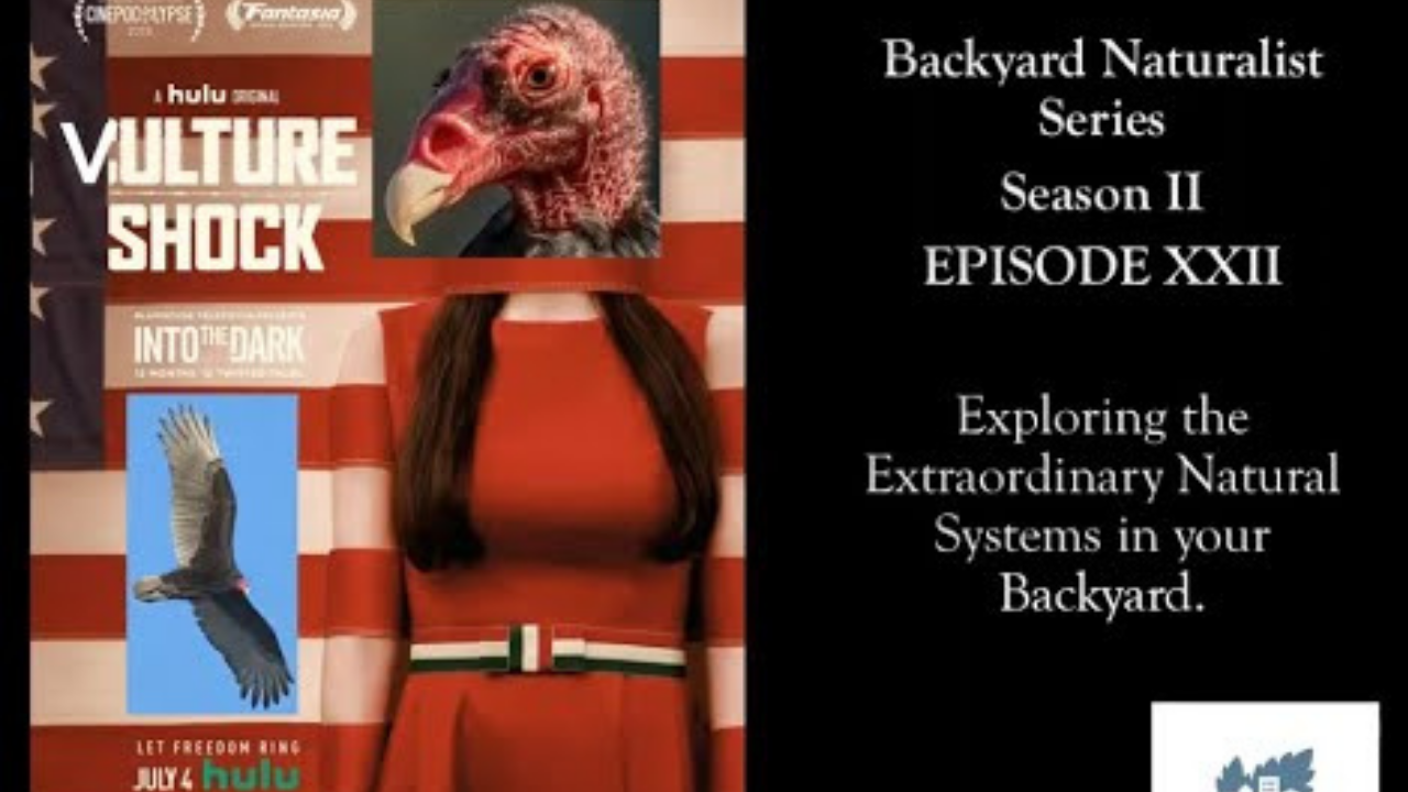 Backyard Naturalist: Vulture Shock