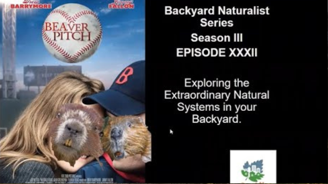 Beaver Pitch - Backyard Naturalist Series