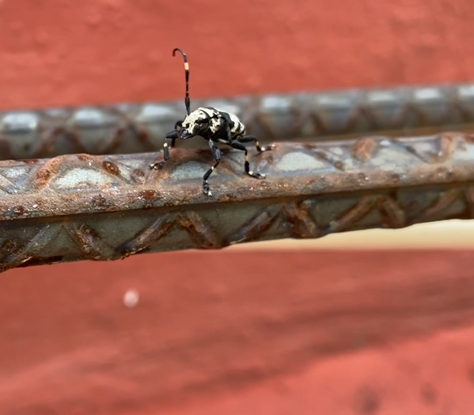 Exploring Nature: Longhorn Beetle - Escarabajo Funerario del Maguey