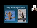 Beginner Basics for Backyard Birding (Recorded Live Lecture)