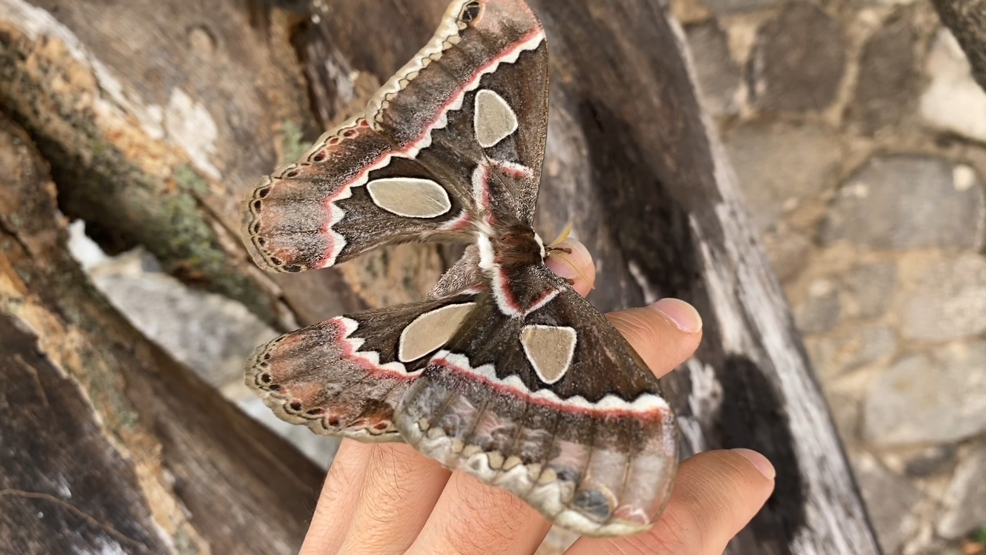 Rothschildia cincta, one of the biggest moths in America