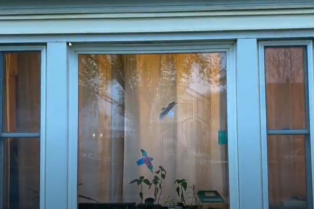 Decals to Prevent Birds from Hitting your Windows