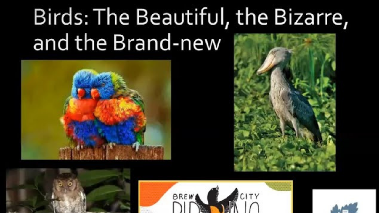 Birds - The Beautiful, The Bizarre and the Brand-new - Brew City Birding Festival