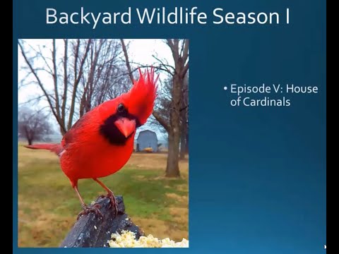 Extraordinary Wildlife in Your Backyard. Season 1, Episode V: House of Cardinals