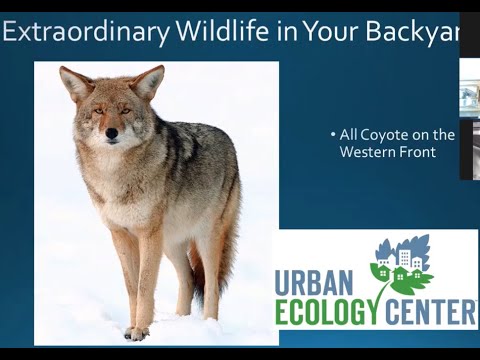 Extraordinary Wildlife in Your Backyard. Season 1, Episode VIII: All Coyote on the Western Front