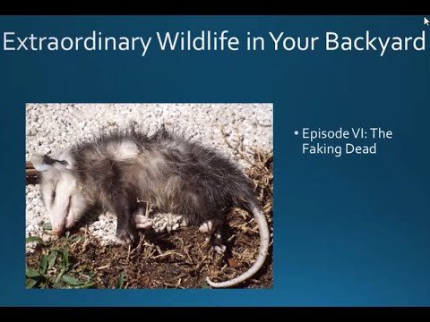 Extraordinary Wildlife in Your Backyard. Season 1, Episode VI: The Faking Dead (Virginia Opossum)